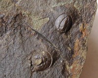 Onymagnostus hybridus (Brögger, 1878) - jinecké souvrství, stupeň drum, Jince - Vinice